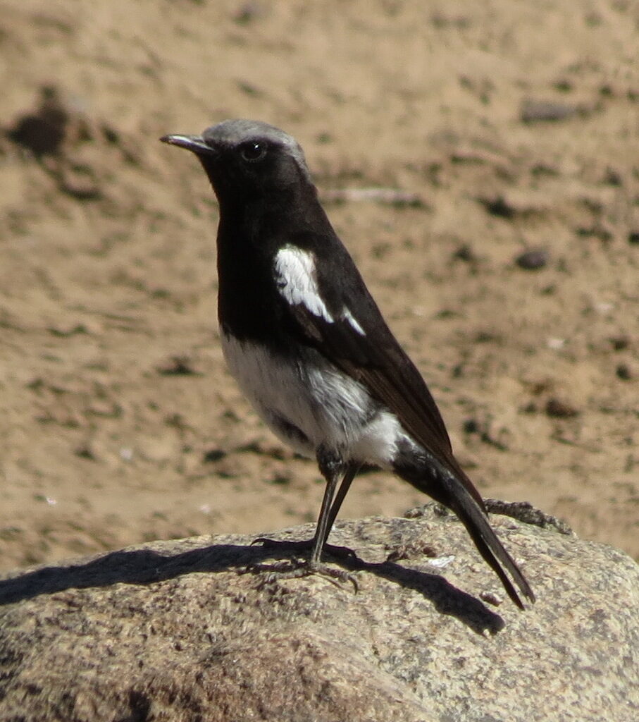 Mountain Wheatear