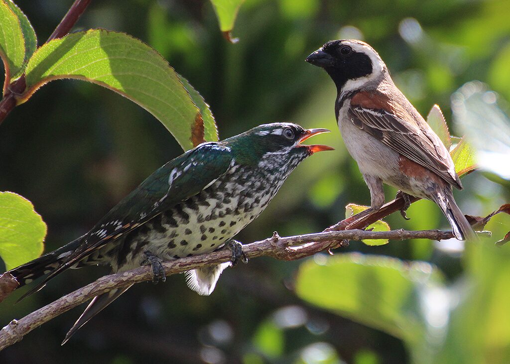 Diederik Cuckoo