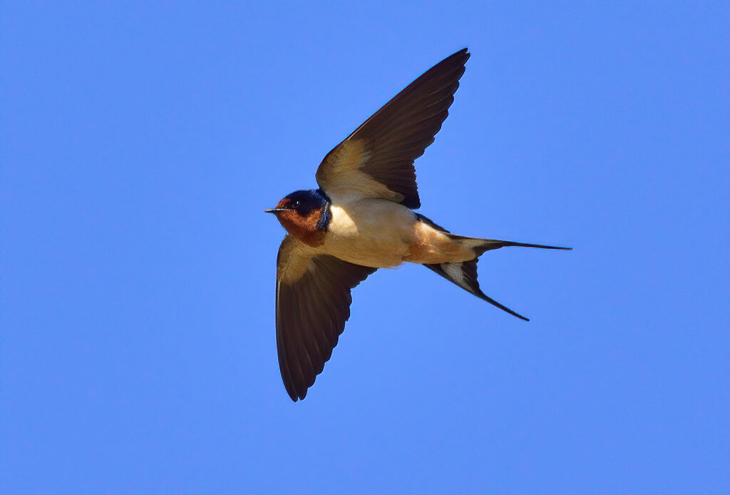 Barn Swallow