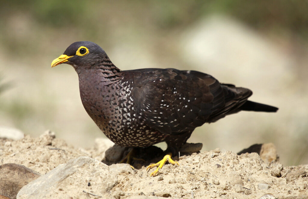 African Olive Pigeon