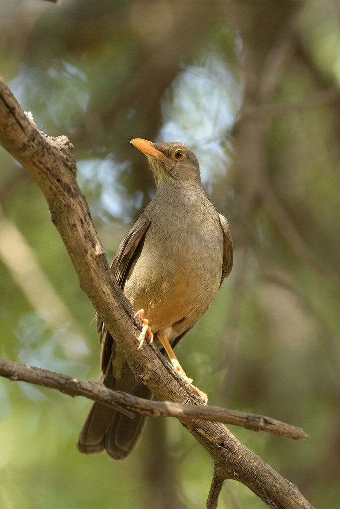 Karoo Thrush