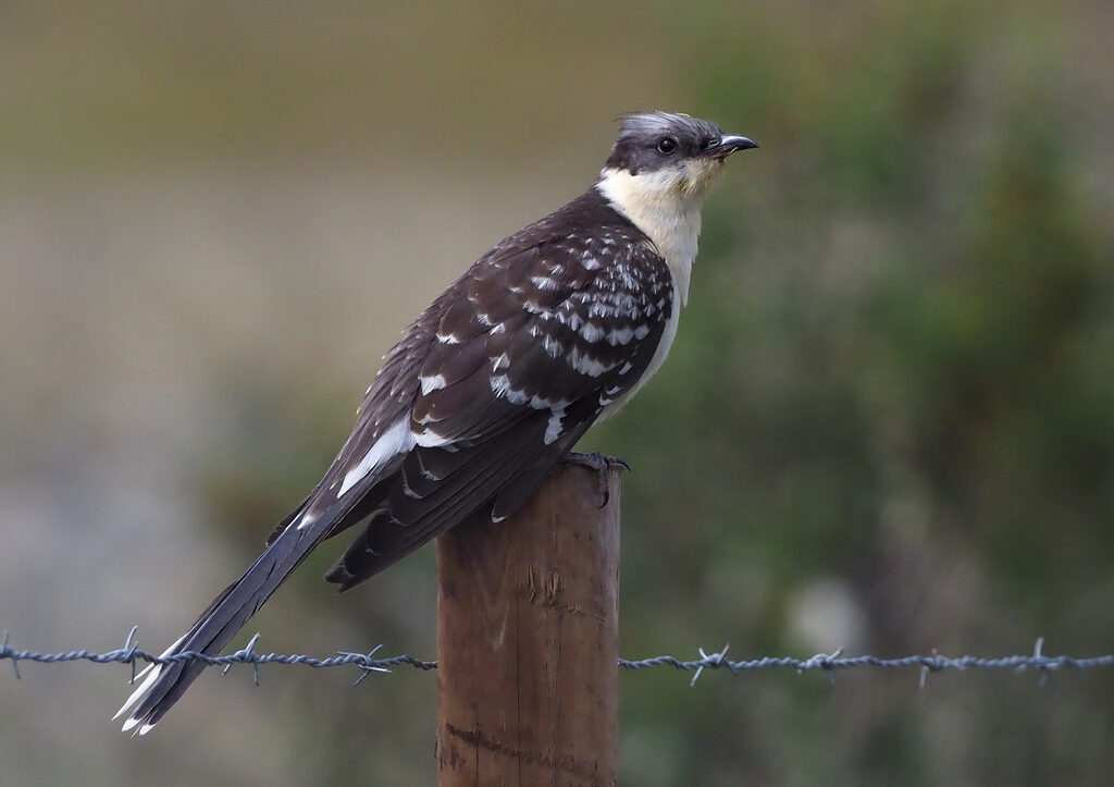 Great Spotted Cuckoo