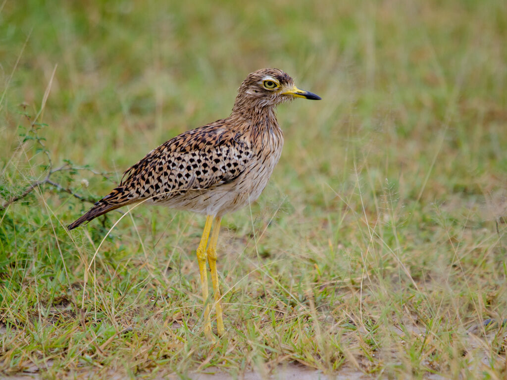 Spotted Thick-knee