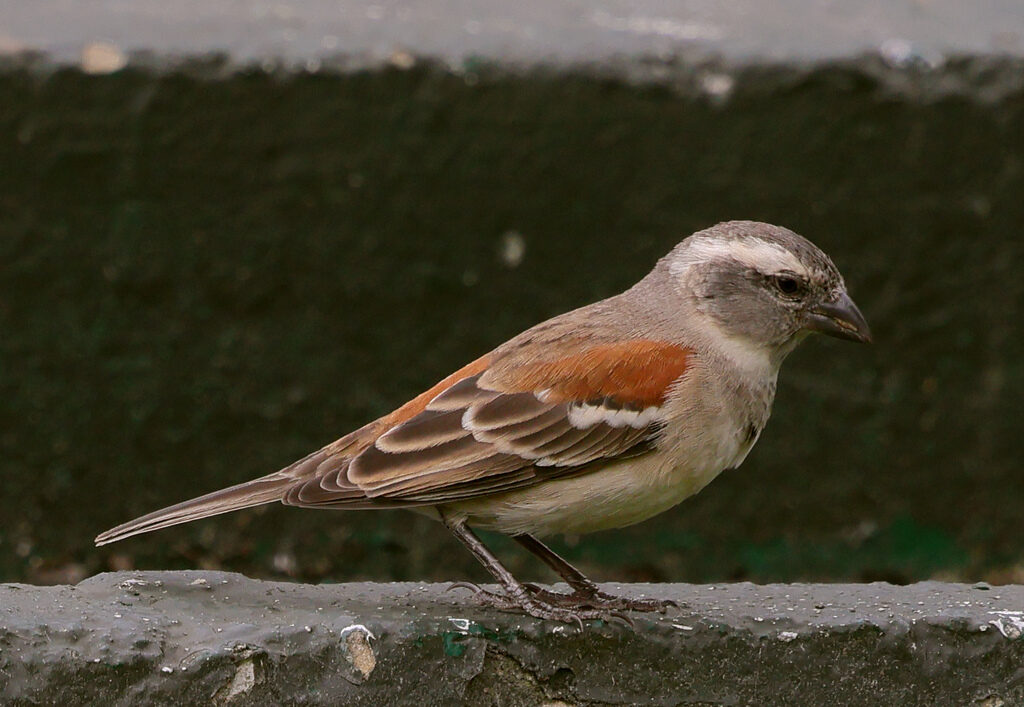 Cape Sparrow