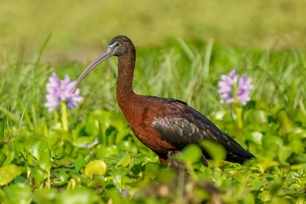 Glossy Ibis