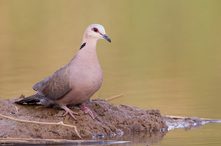 Red-eyed Dove