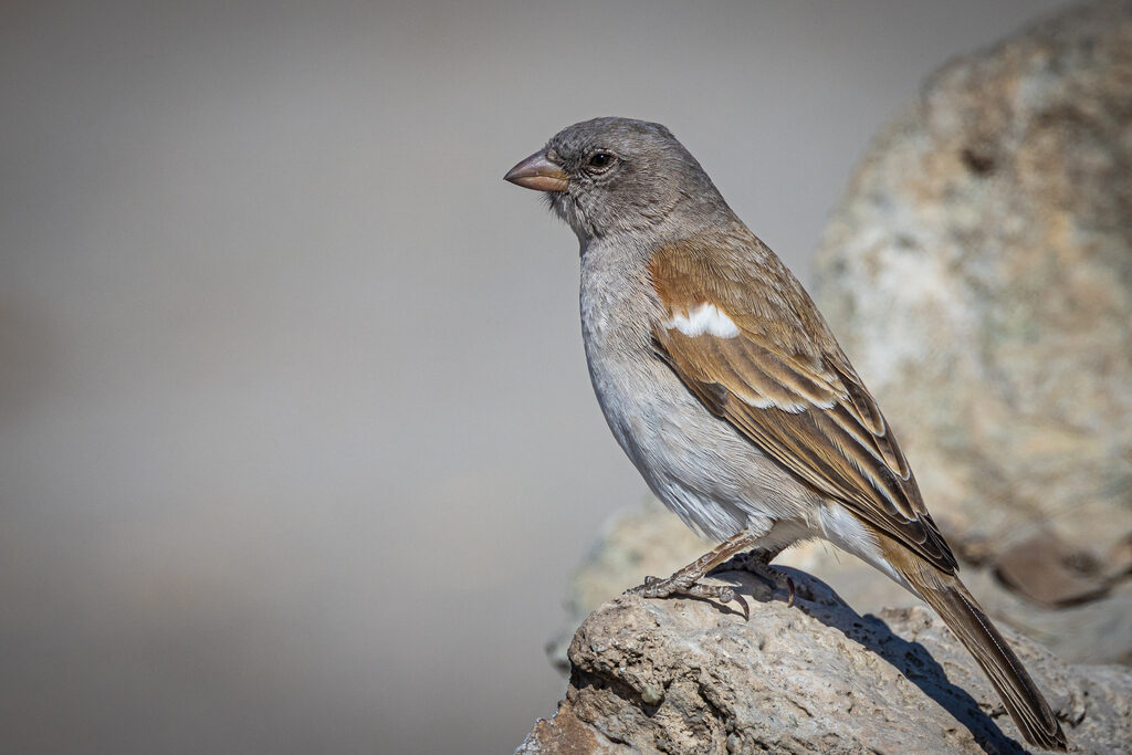 Southern Grey-headed Sparrow
