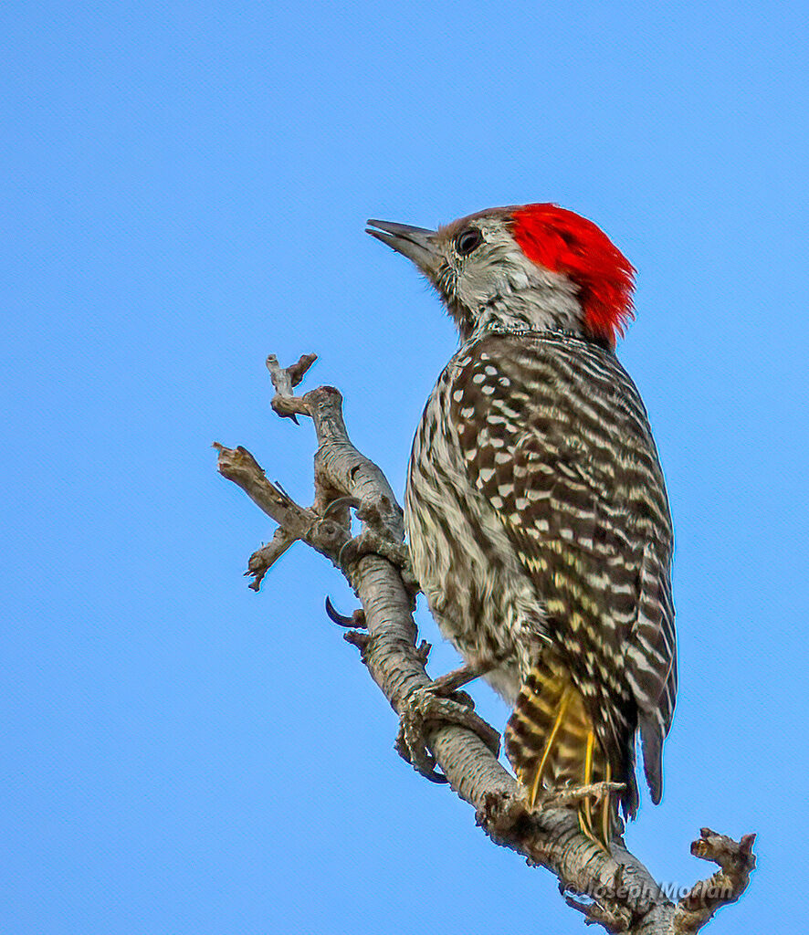 Cardinal Woodpecker
