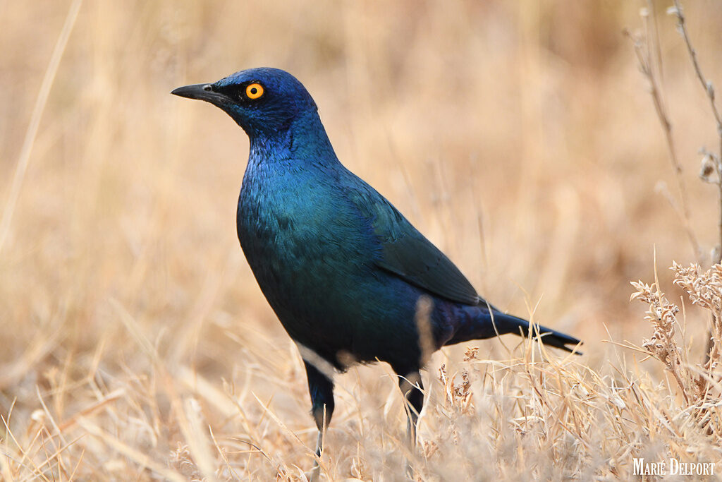 Cape Starling