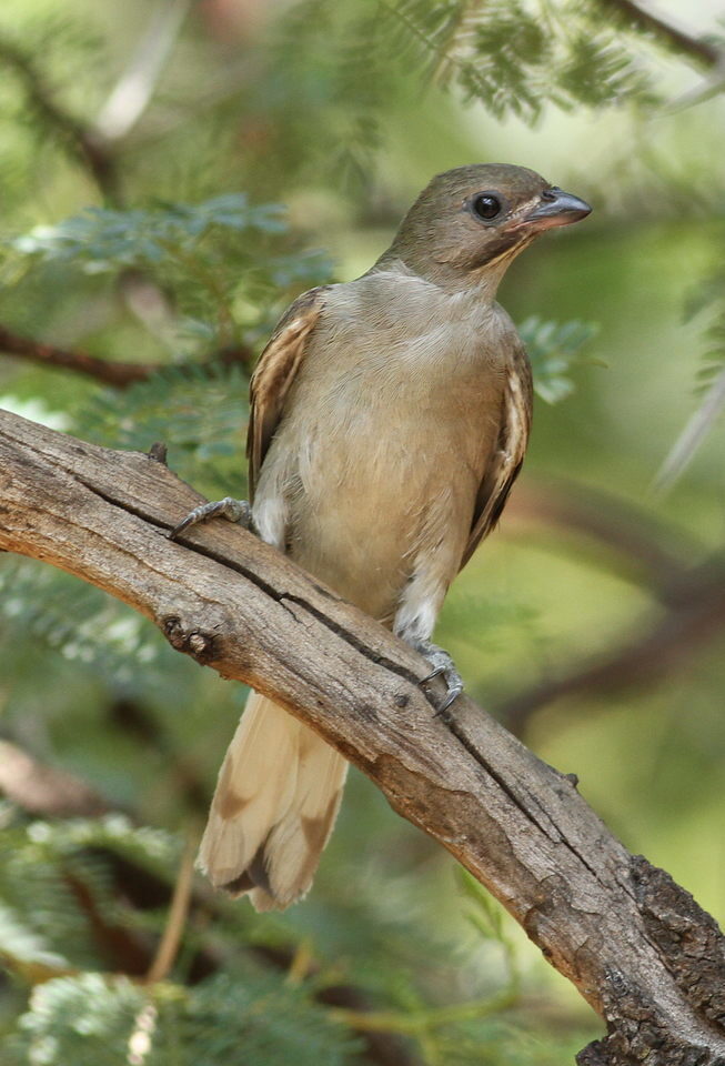 Lesser Honeyguide