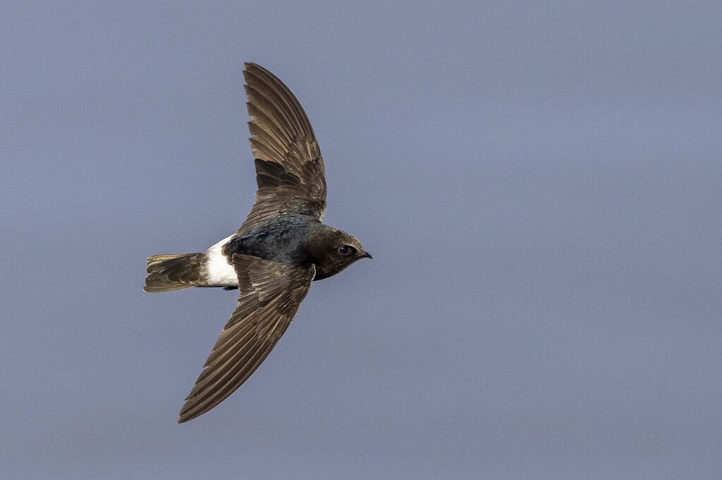 Little Swift