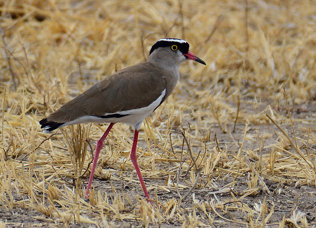 Crowned Lapwing