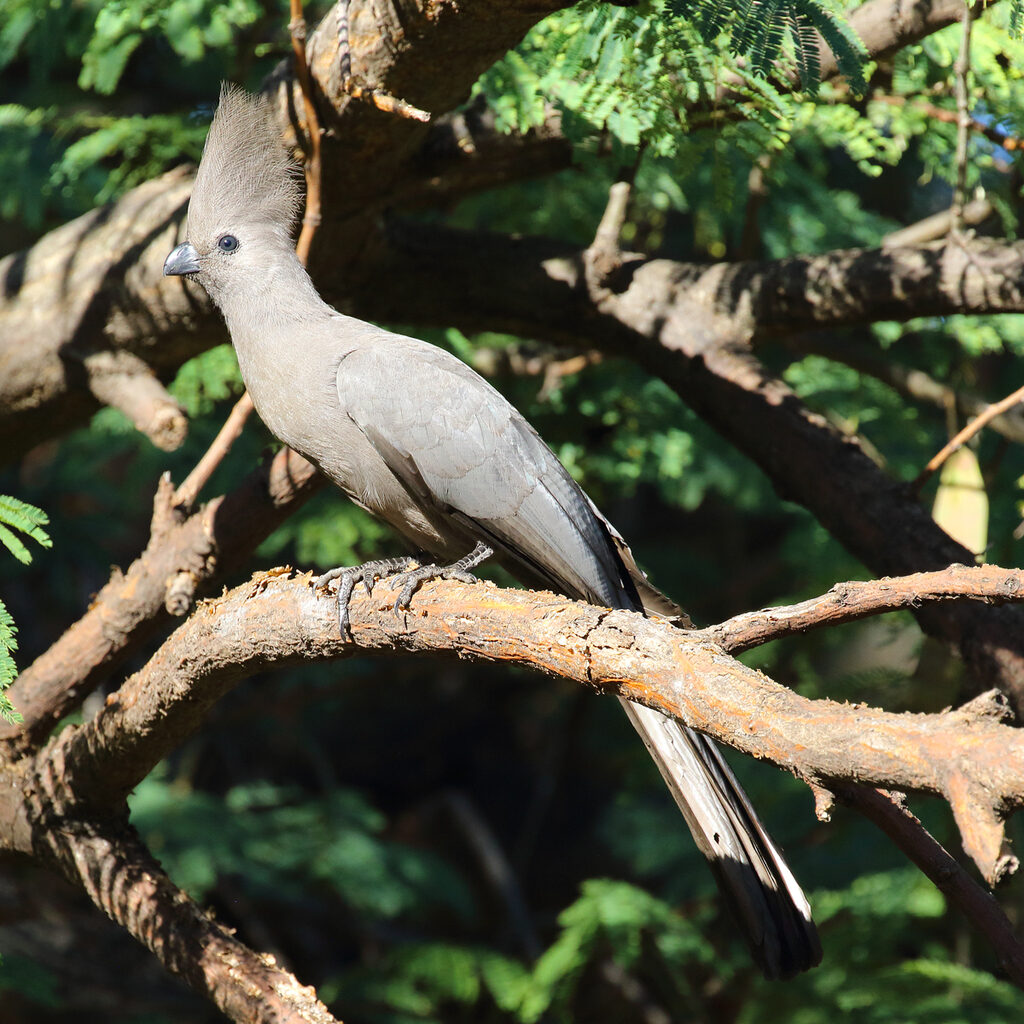 Grey Go-away-bird