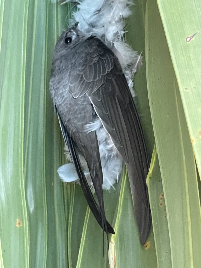 African Palm Swift