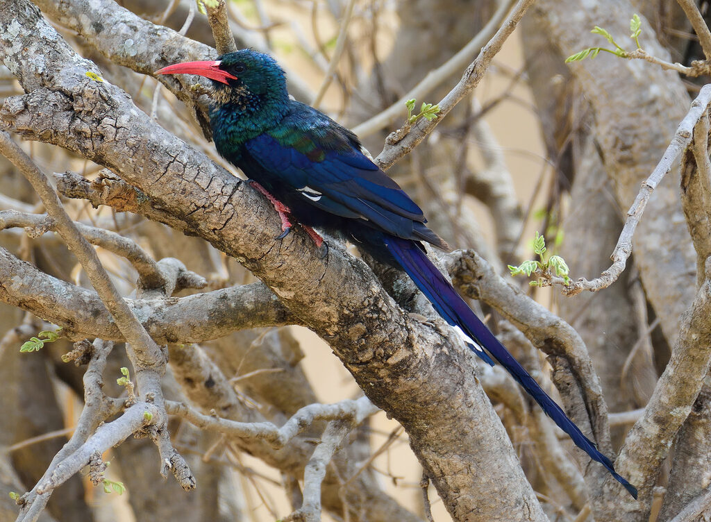 Green Wood Hoopoe