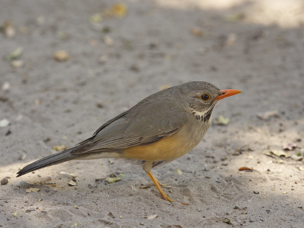 Kurrichane Thrush