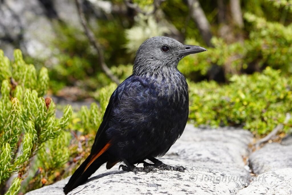 Red-winged Starling