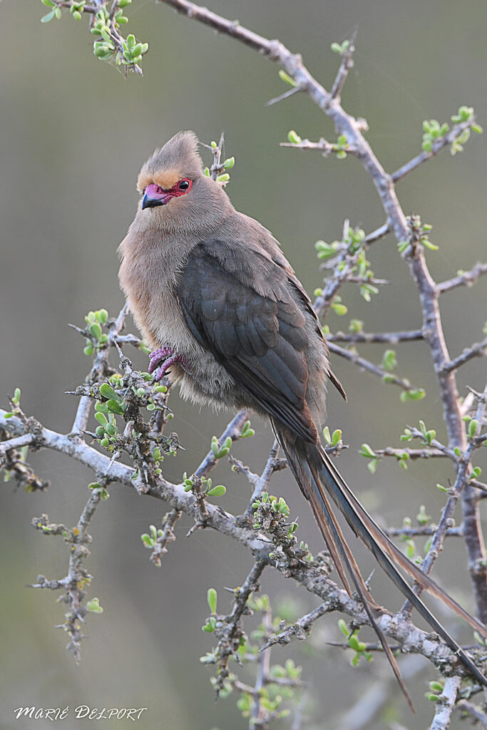 Red-faced Mousebird