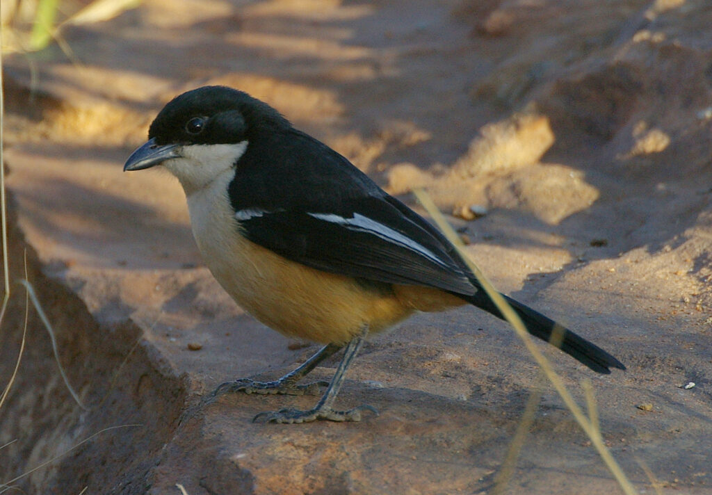 Southern Boubou