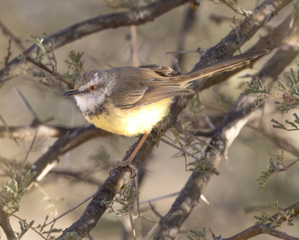 Black-chested Prinia