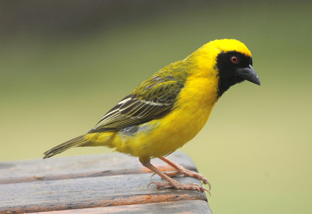 Southern Masked Weaver