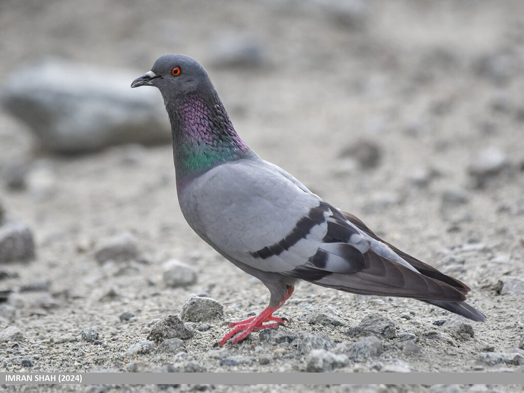 Rock Dove