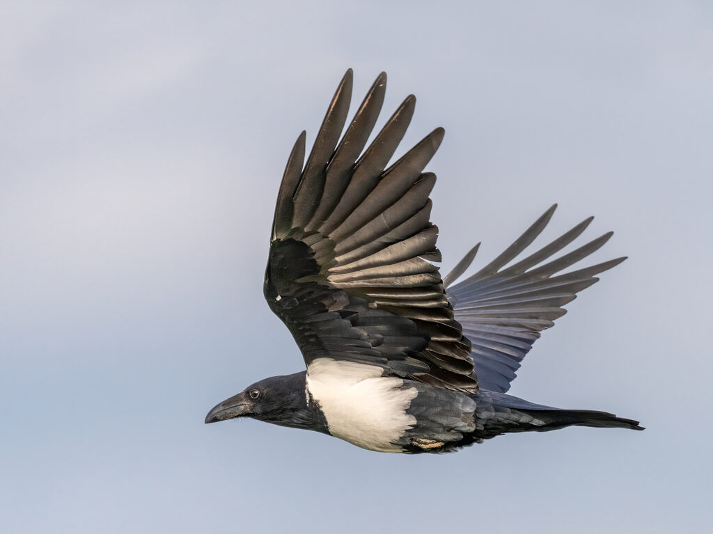 Pied Crow