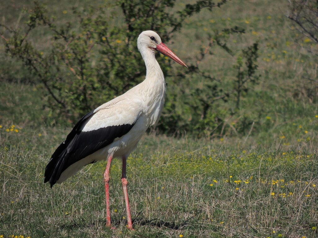 White Stork