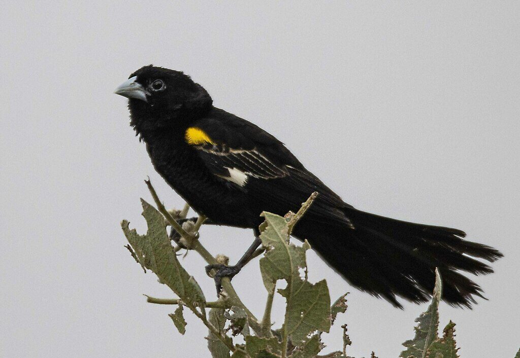 White-winged Widowbird