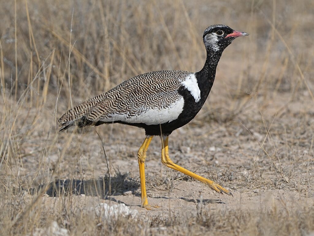 Northern Black Korhaan
